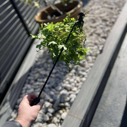 Houe de jardin ultra-résistante